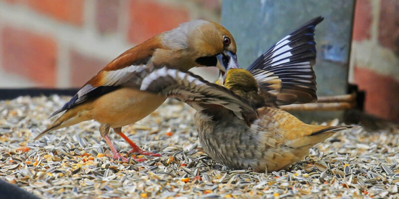 twee vogeltjes